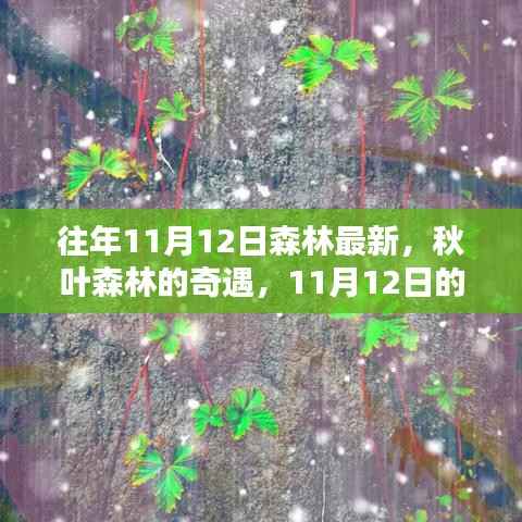 秋日森林奇遇，温馨记忆中的最新秋叶森林