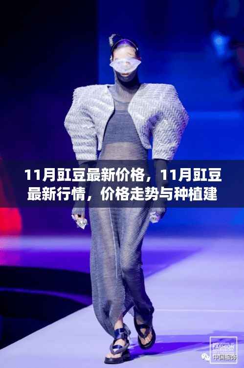 11月豇豆行情分析,最新价格、走势及种植建议