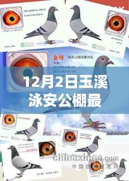 玉溪泳安公棚最新产品全面解析与评测报告