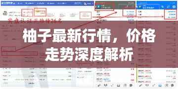 柚子最新行情,价格走势深度解析