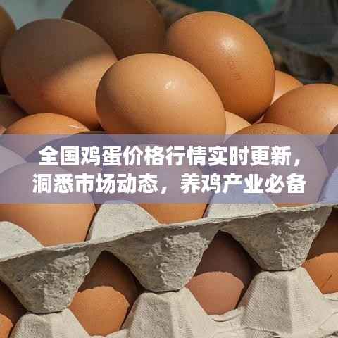 全国鸡蛋价格行情实时更新,洞悉市场动态,养鸡产业必备参考资讯平台