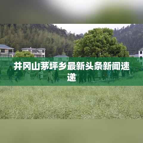 井冈山茅坪乡最新头条新闻速递