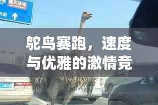 鸵鸟赛跑,速度与优雅的激情竞技之旅