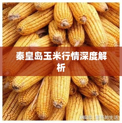 秦皇岛玉米行情深度解析