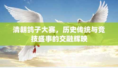 清朝鸽子大赛,历史传统与竞技盛事的交融辉映